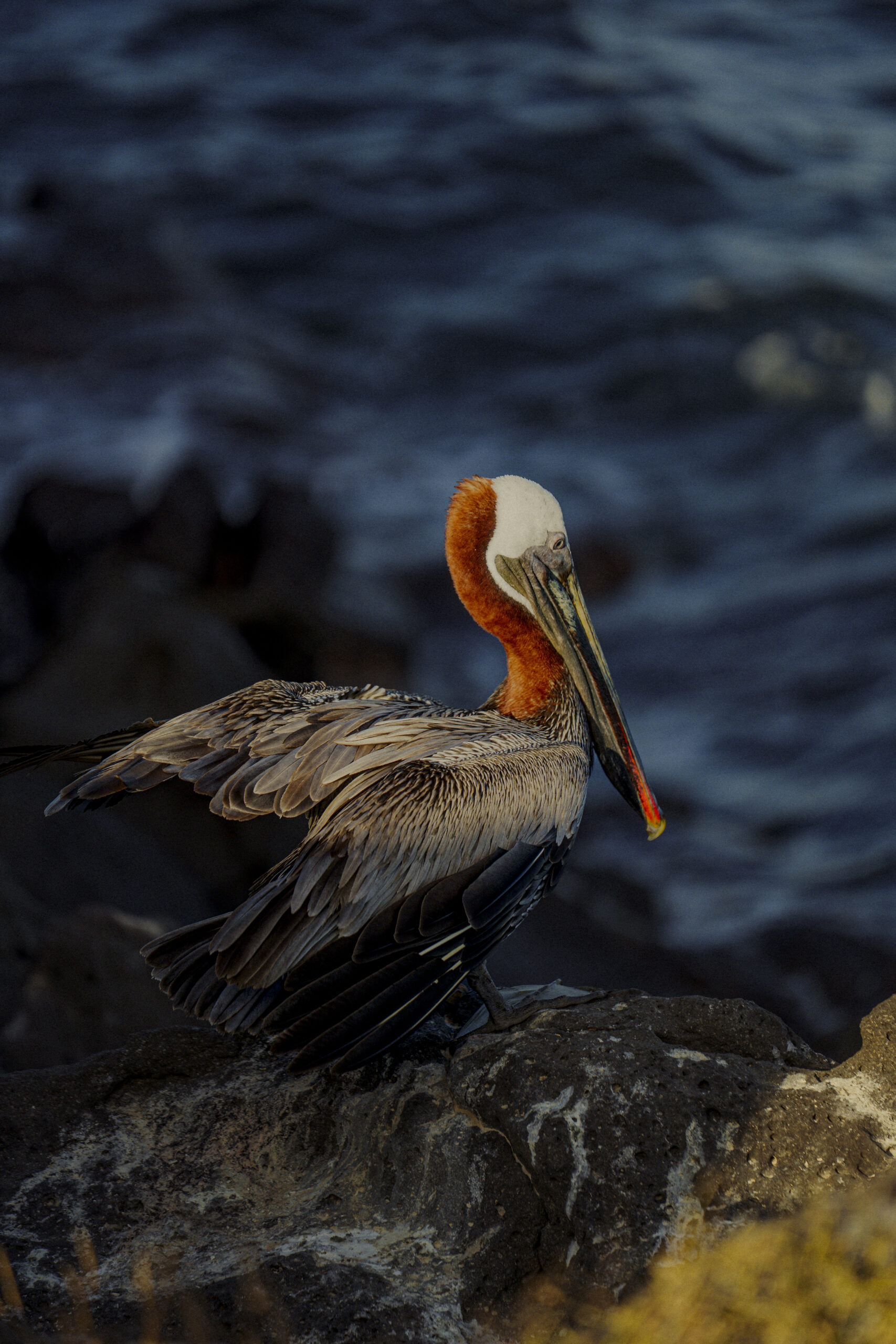 Aves de Galápagos - Um Encontro com a Evolução